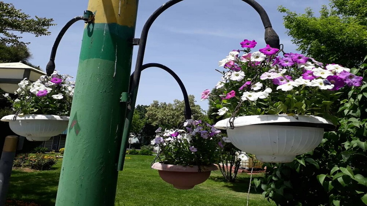 کاشت ۶۰۰ هزار نشاء گل در معابر سطح حوزه از ابتدای سال تاکنون