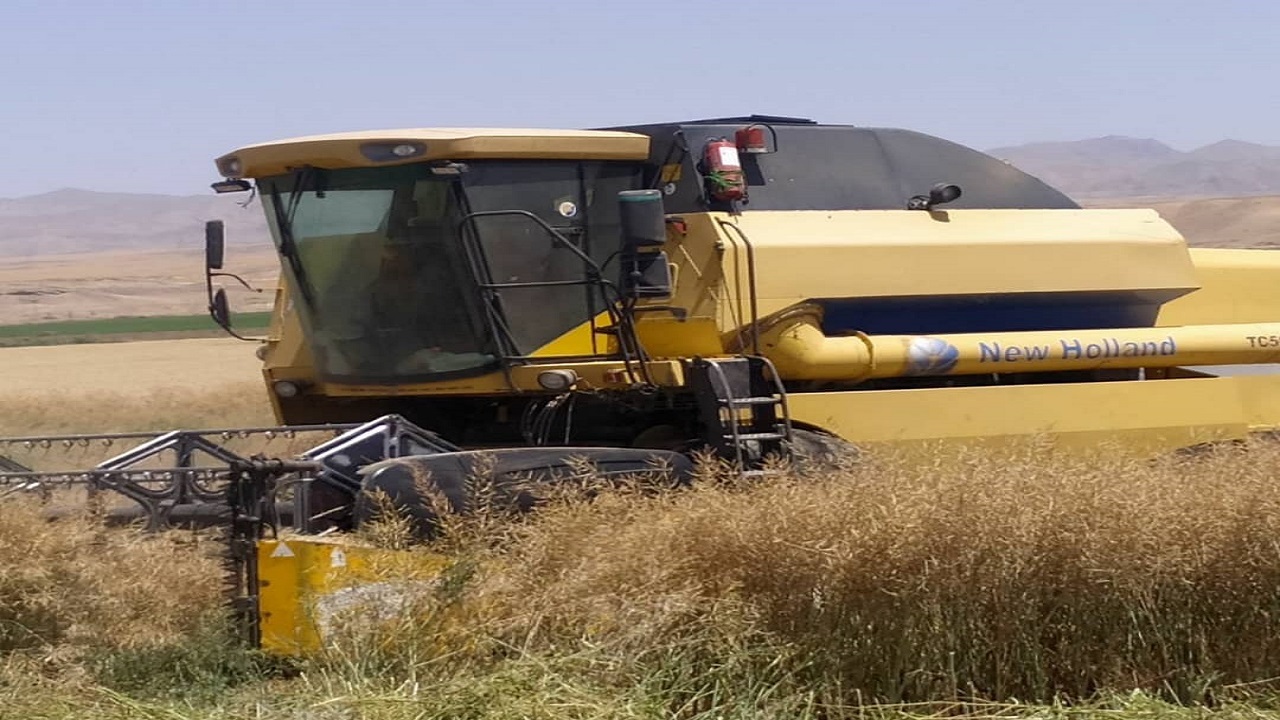 آغاز برداشت کلزا در هزار و ۵۲۰ هکتار از اراضی مشهد
