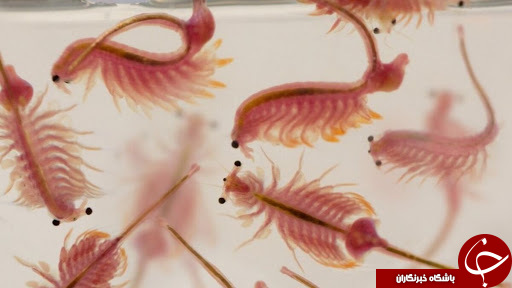 طلای پنهان در مسیر بازگشت به دریاچه ارومیه