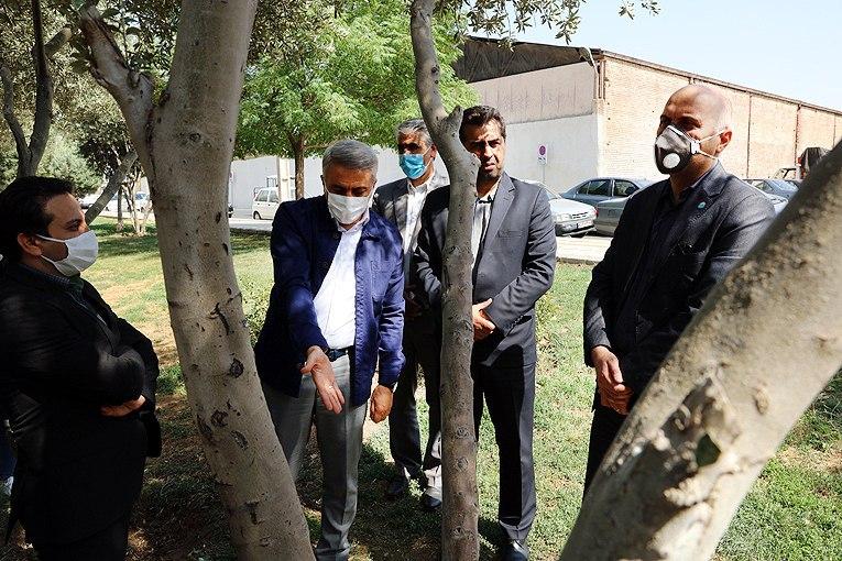 باغ زیتون در منطقه ۱۶ احیا می‌شود