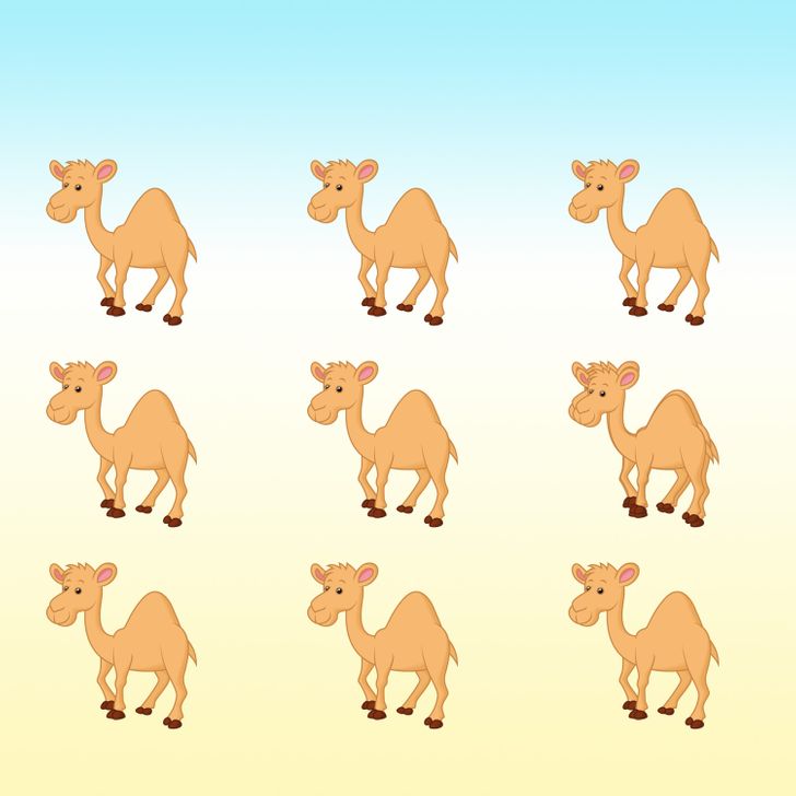 معما و سرگرمی/ مهارت مشاهده خود را با این ۱۵ تصویر تقویت کنید