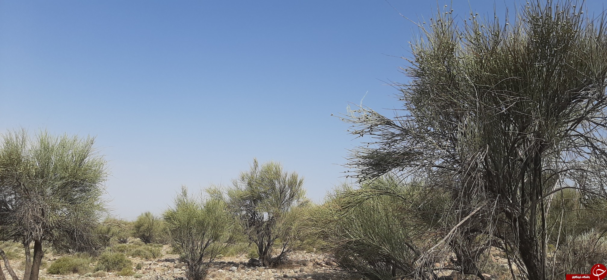جنگل های جنوب کرمان 