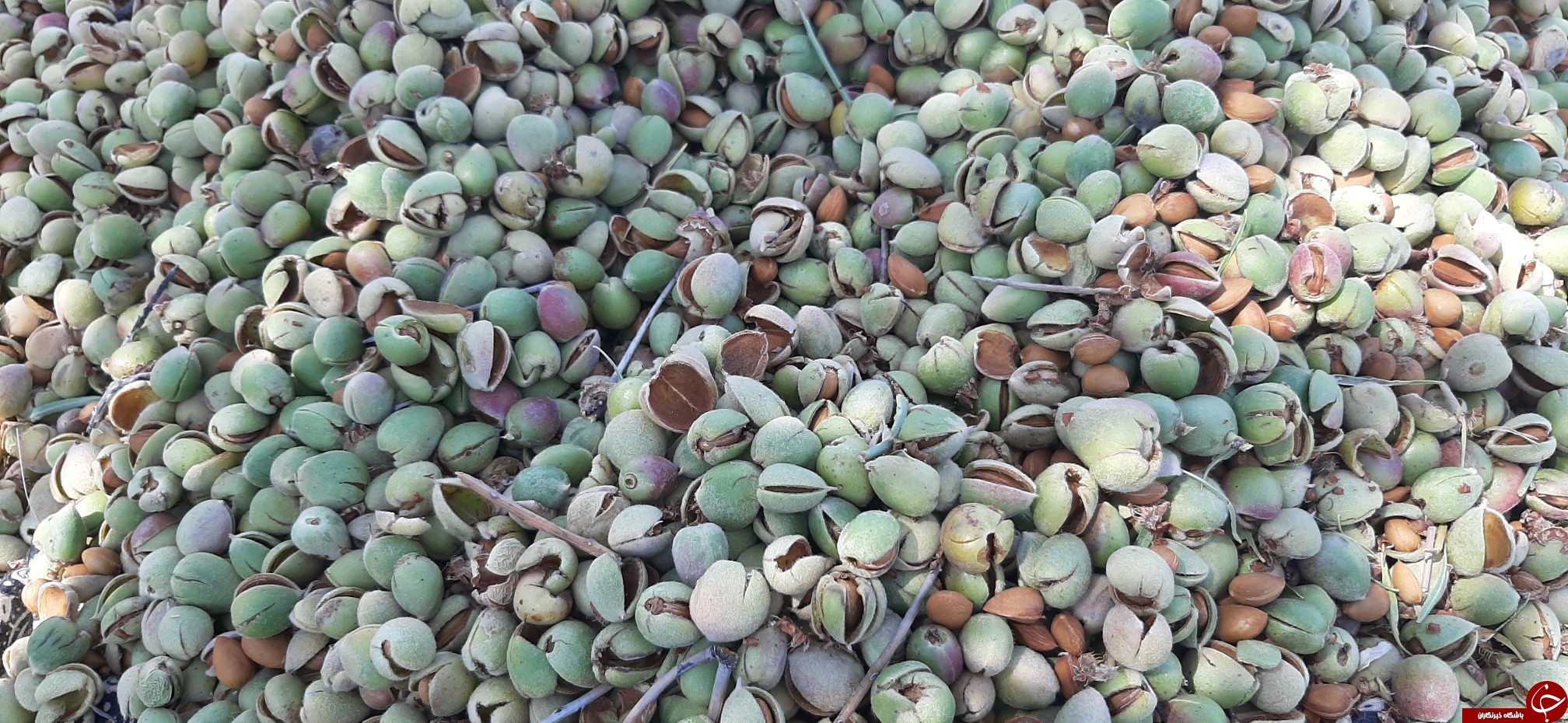 جنگل های جنوب کرمان 