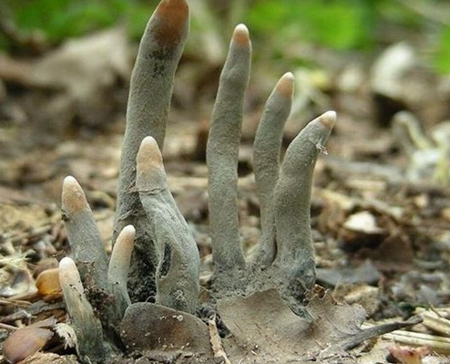 قارچ&zwnj;های وحشتناک به نام &laquo;انگشتان پای پدر&raquo;