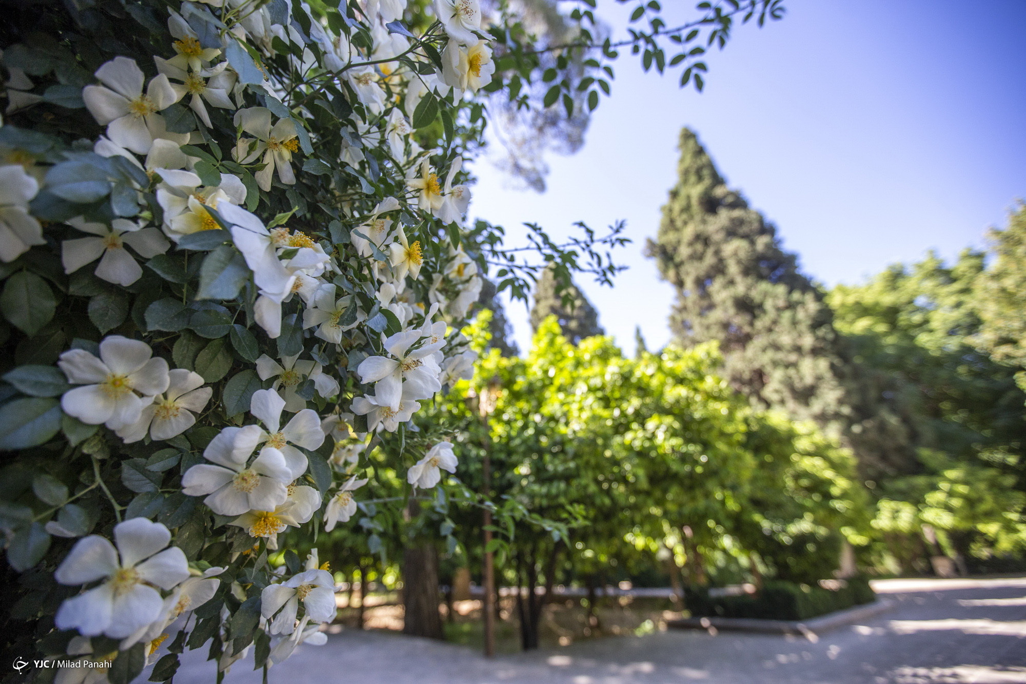 زیبایی چهار فصل شیراز در باغ ارم
