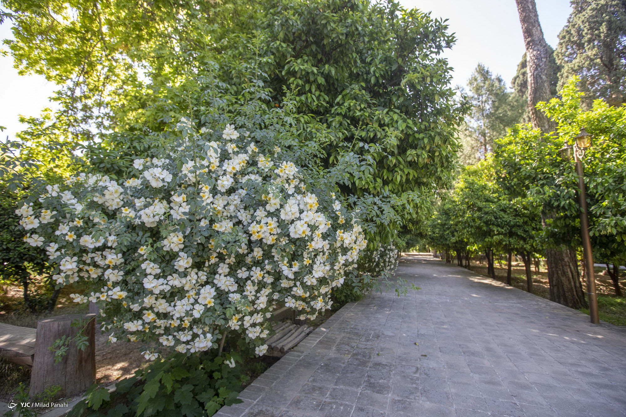 زیبایی چهار فصل شیراز در باغ ارم