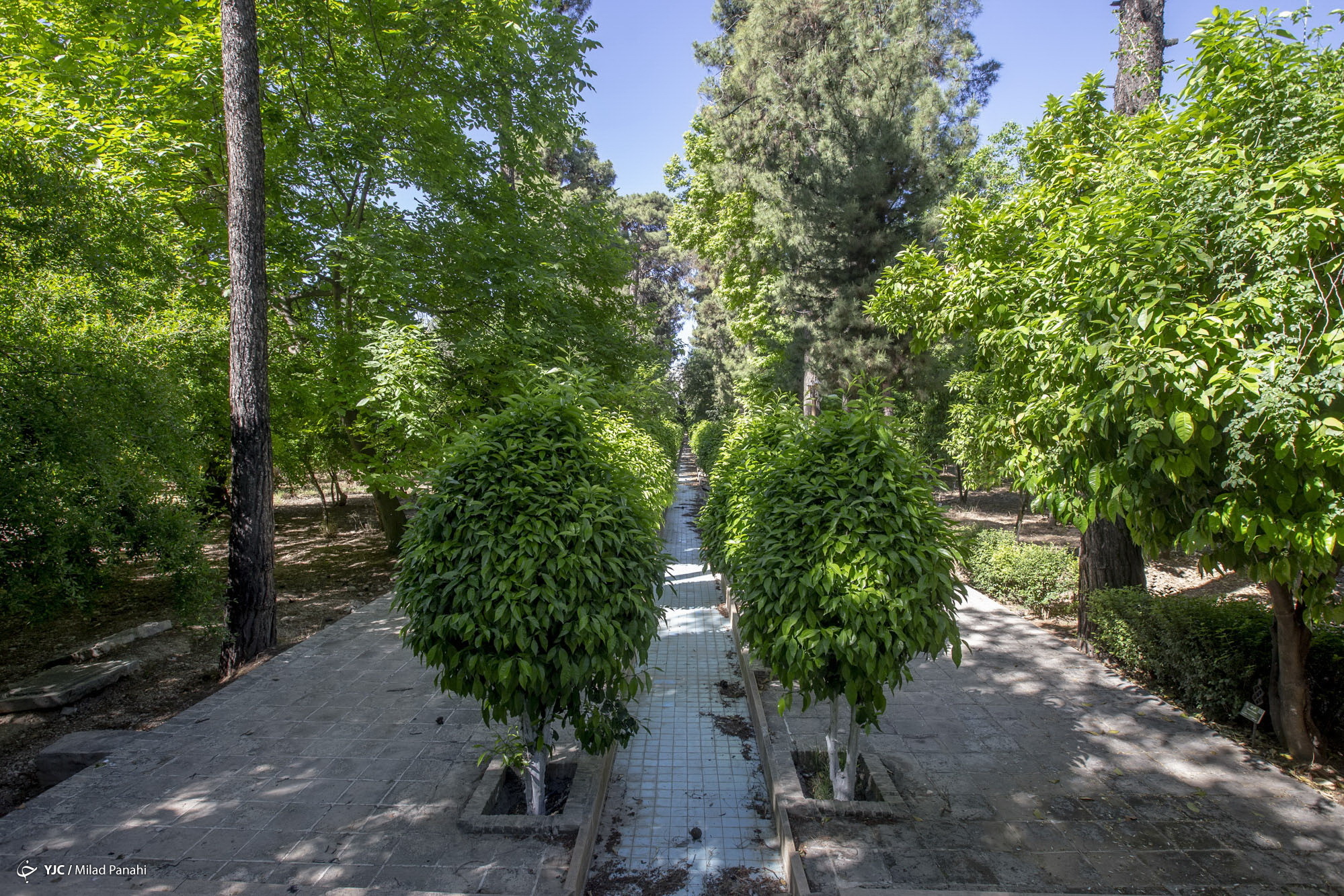 زیبایی چهار فصل شیراز در باغ ارم