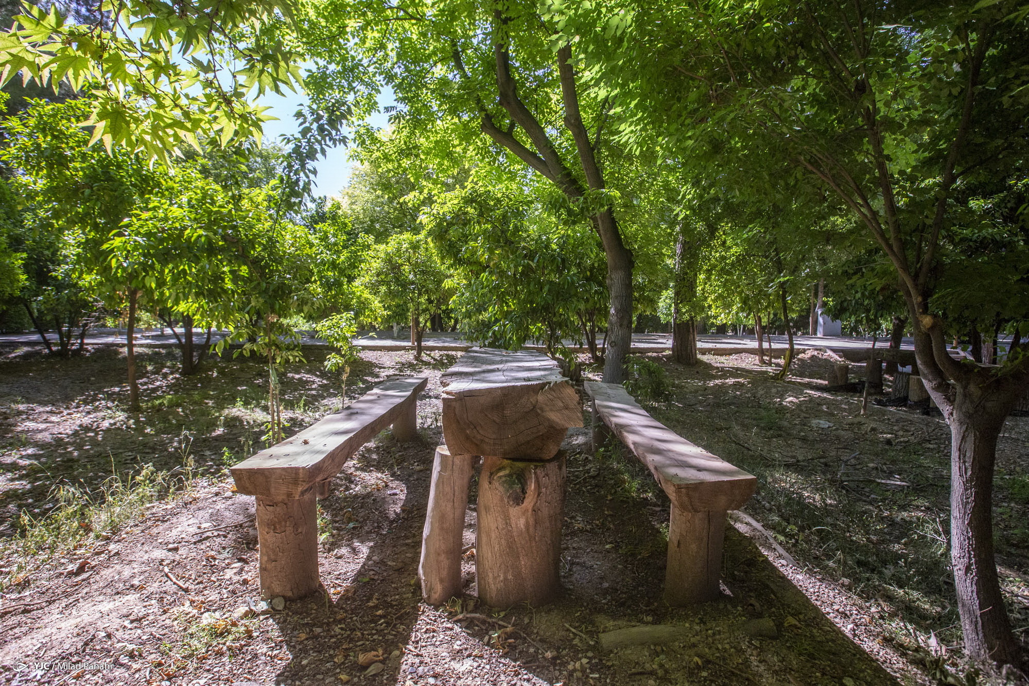 زیبایی چهار فصل شیراز در باغ ارم