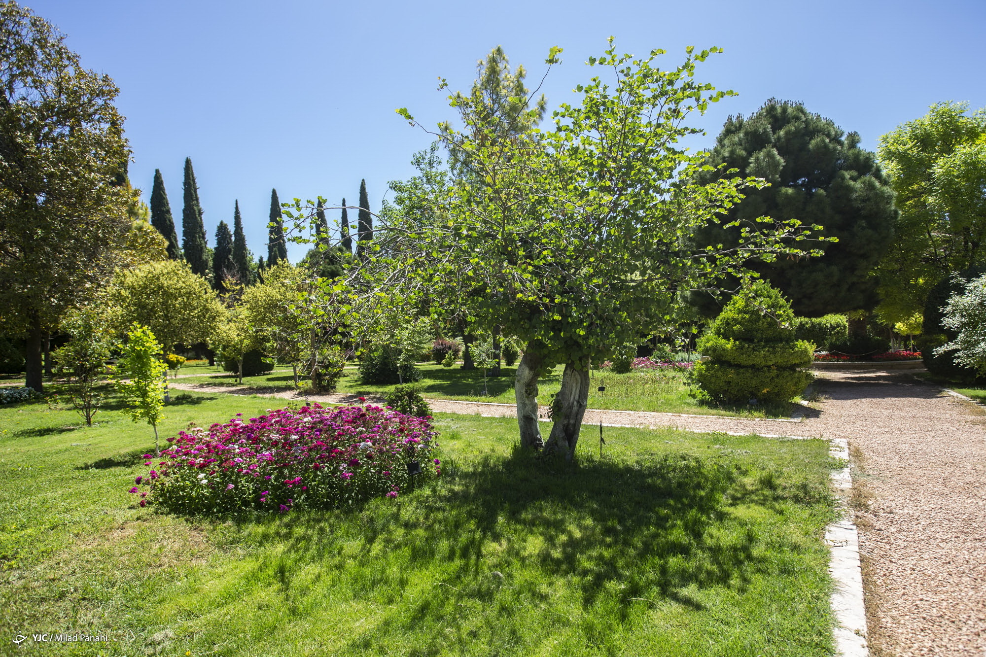 زیبایی چهار فصل شیراز در باغ ارم