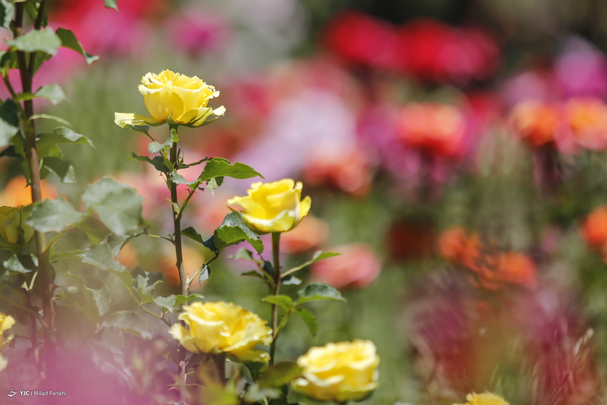 زیبایی چهار فصل شیراز در باغ ارم