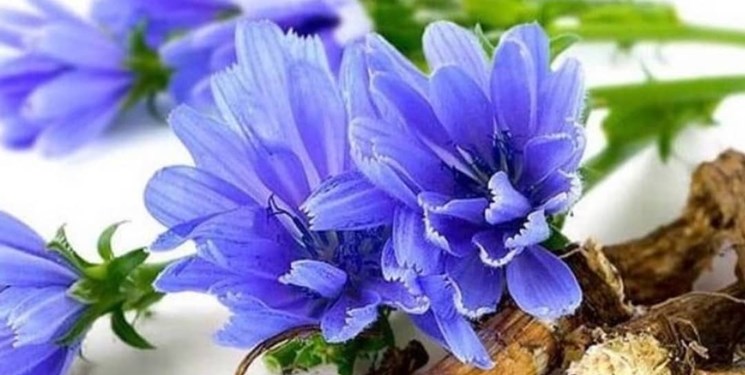 خواص شگفت&zwnj;اگیز عرق کاسنی؛ دوستی برای کبد چرب