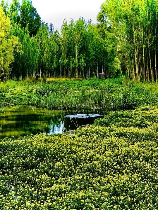 تصاویری زیبا از طبیعت بهاری در روستای ده چشمه