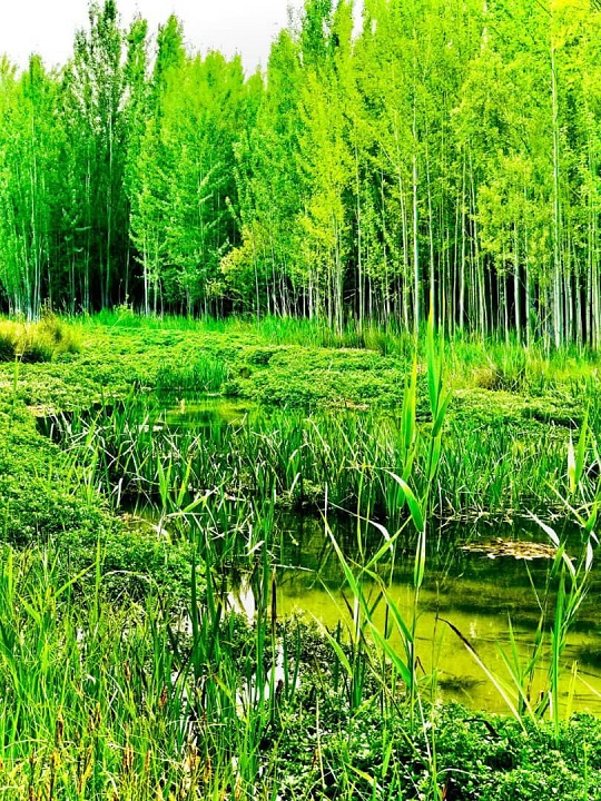 تصاویری زیبا از طبیعت بهاری در روستای ده چشمه