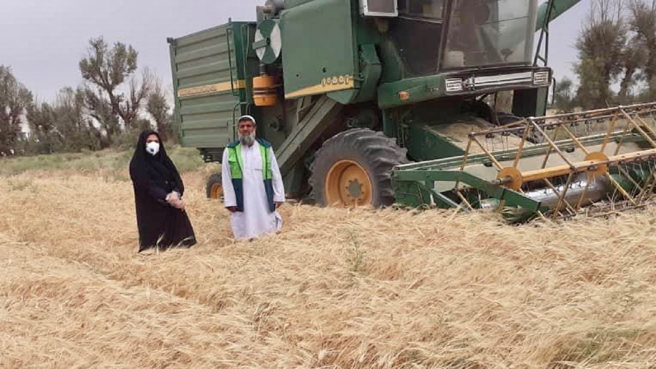 برداشت جو در ۳۵۰۰هکتار از اراضی کشاورزی شهرستان خاش