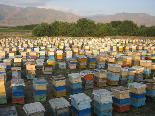 کرونا ۵ میلیارد تومان به زنبورداران ایلام خسارت زد