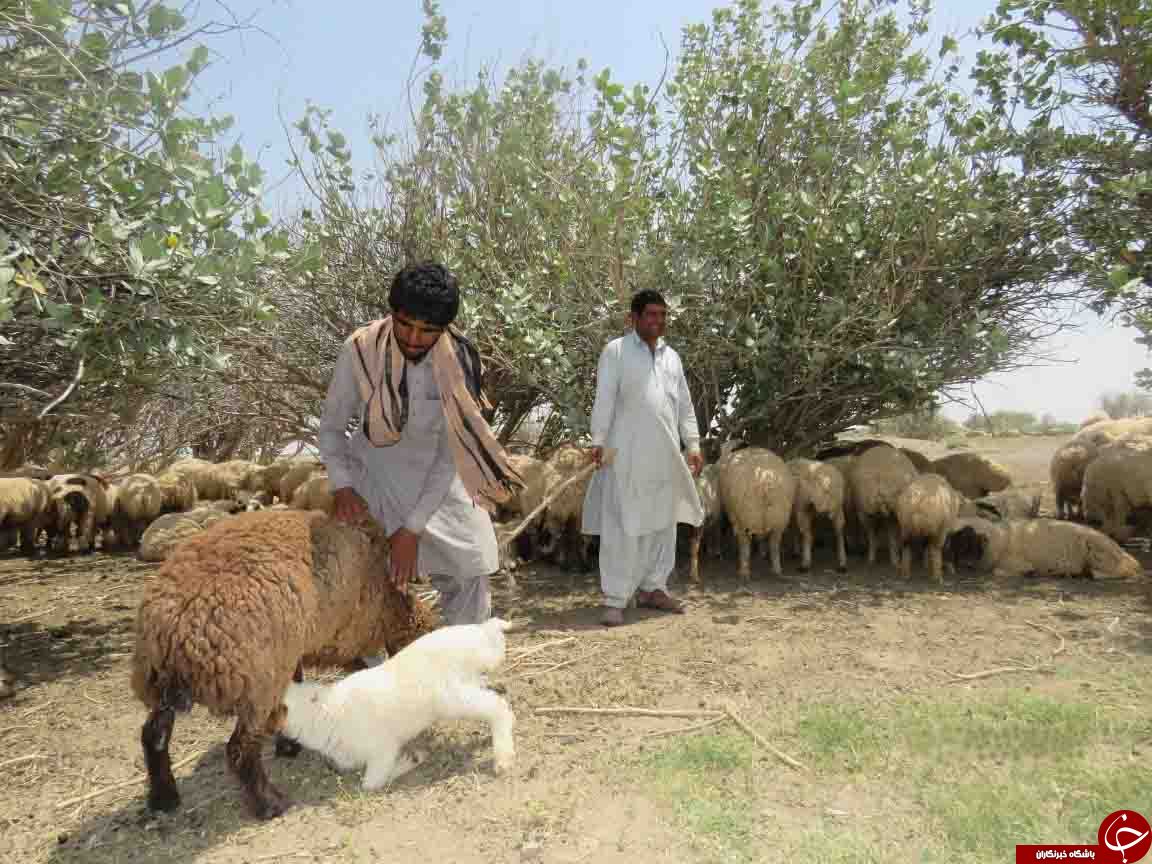آبگیری بزرگ&zwnj;ترین حوضه آبریز کرمان و بارقه&zwnj;های امید در دل کشاورزان