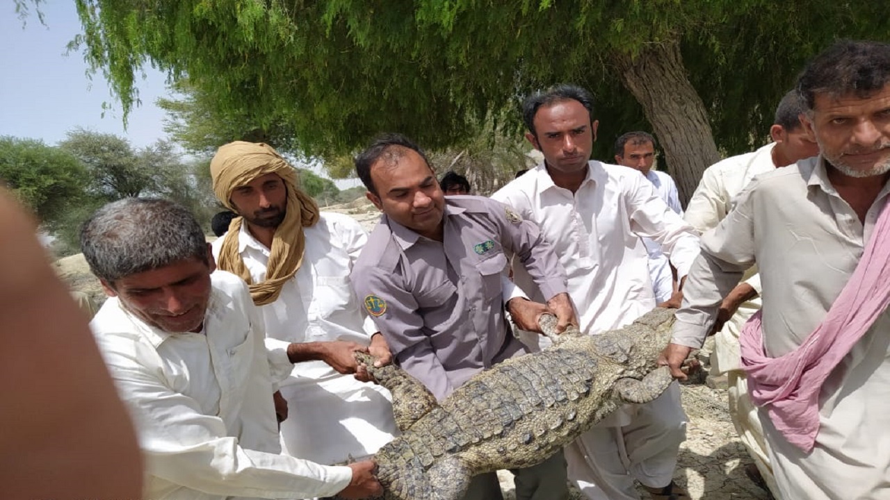 زنده گیری یک سر تمساح سرگردان در شهرستان دشتیاری