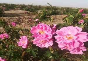 پیش بینی برداشت ۱۰۰ تن گل از گلستان‌های مهریز