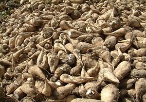 پیش بینی برداشت ۱۶۰ هزار تن چغندر قند از مزارع دزفول