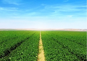 آبی شدن ۱۰۰ هکتار از اراضی دیم منطقه عشایری الیگودرز