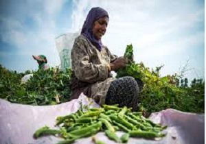 آغاز برداشت نخود فرنگی