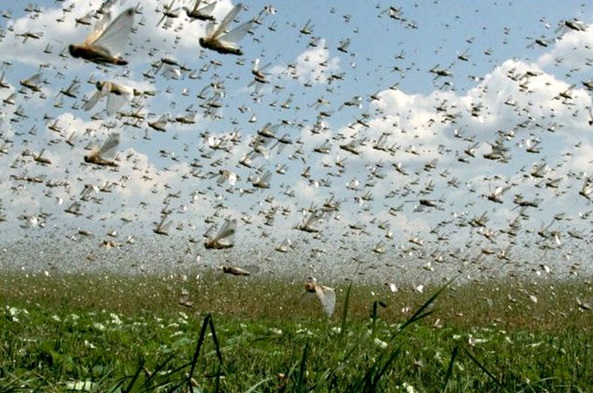۷ استان درگیر آفت ملخ صحرایی هستند؛ ملخ‌ های تهران بومی هستند