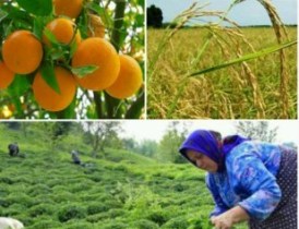 مهلت بیمه کشاورزی تمدید شد