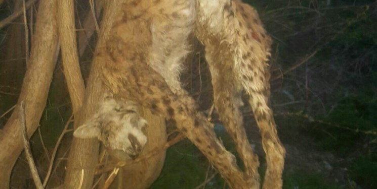 دستگیری شکارچی متخلف در ورزقان