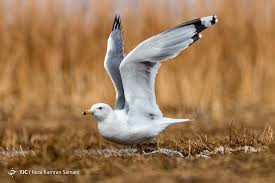 بهشت پرندگان مهجر کجاست؟ / میزبانی خراسان رضوی  از پرندگان مهاجر سراسر دنیا