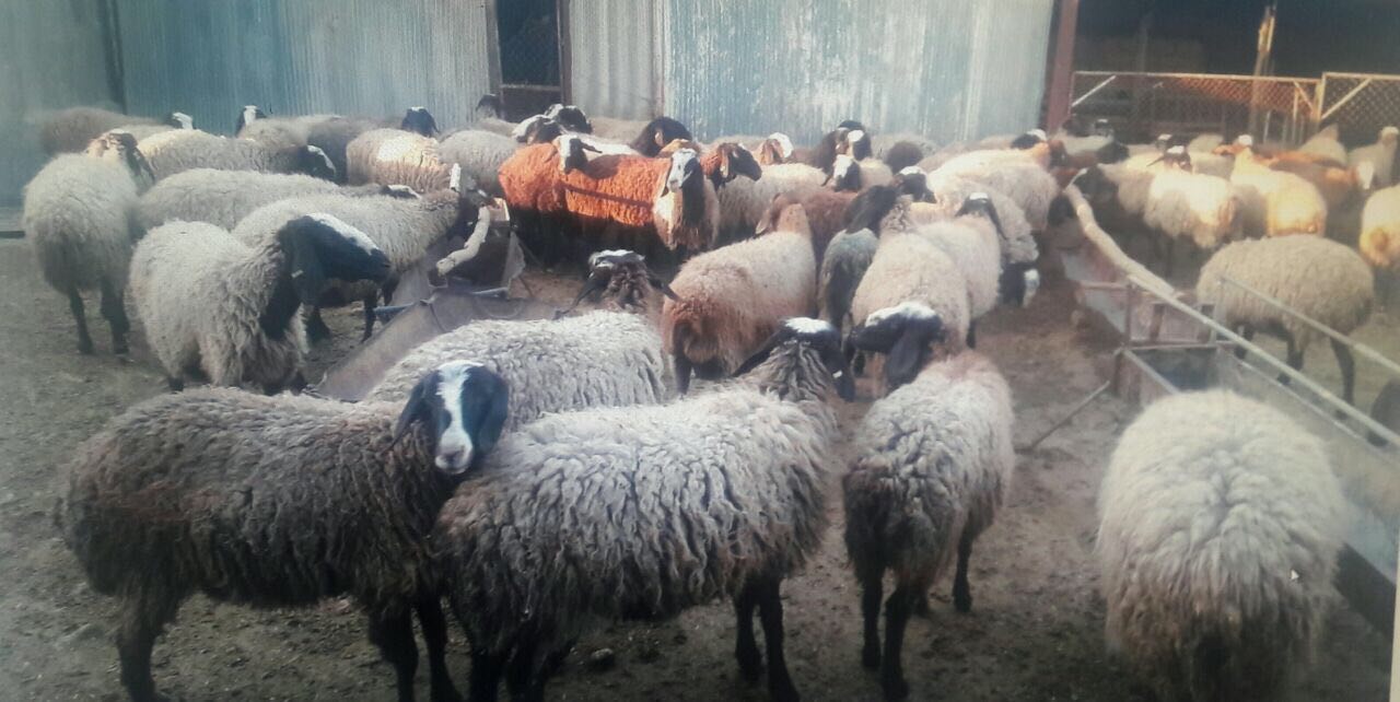 دستگیری سارق حرفه‌ای احشام در مهران