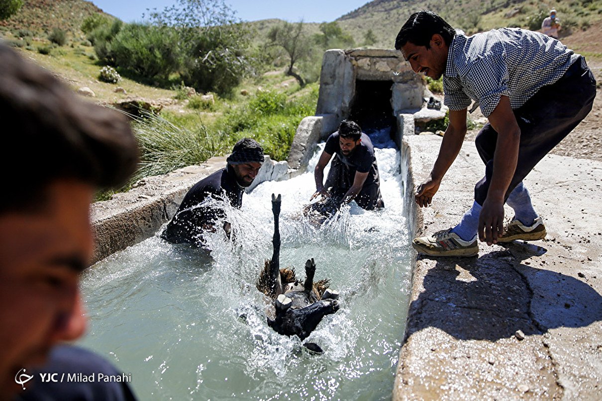 پشم چینی بهارانه