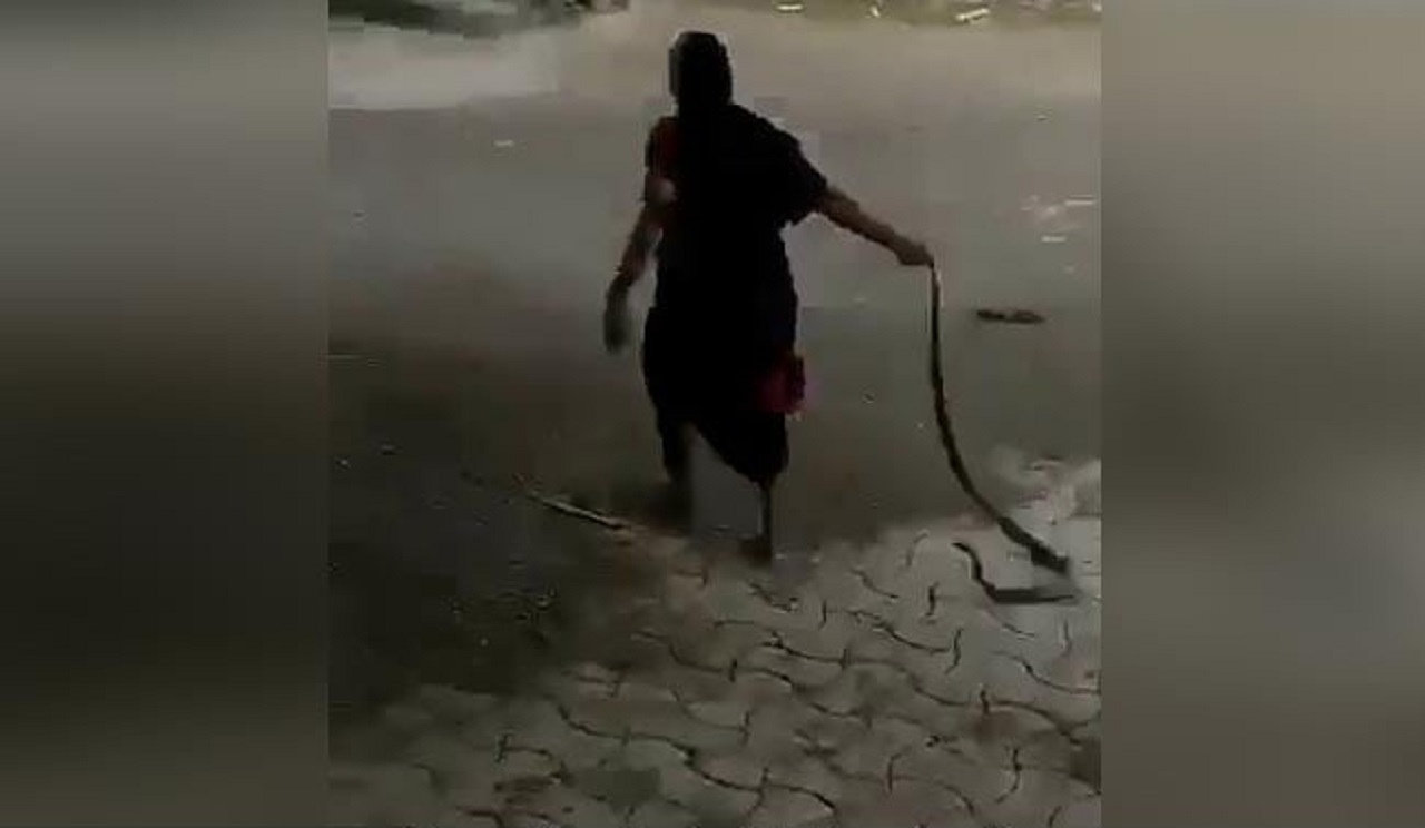 اقدام خطرناک زن سالخورده در گرفتن مار کبرا!