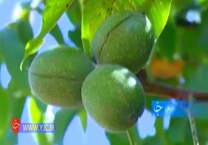 افزایش راندمان تولید با کشت زیر پلاستیکی+فیلم