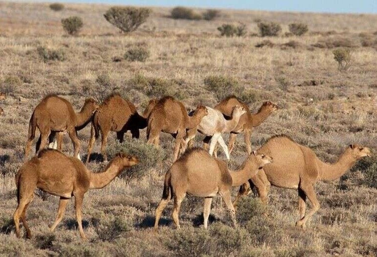 اجرای طرح سمپاشی ۴۴ نفر شتر در روستای سمانه شهرستان دهلران
