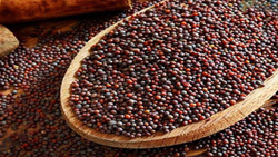 خریداری نخستین محموله کلزا در زنجان