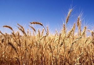 خرید بیش از یک میلیون و ۱۷۰ هزار تن گندم مرغوب از کشاورزان خوزستانی