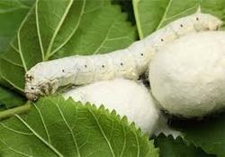 توسعه نوغانداری به همت زنان روستایی زنجان
