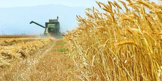 ۱۴ میلیون تن گندم در مزارع کشور تولید میشود ۱۴ میلیون تن گندم در مزارع کشور تولید میشود