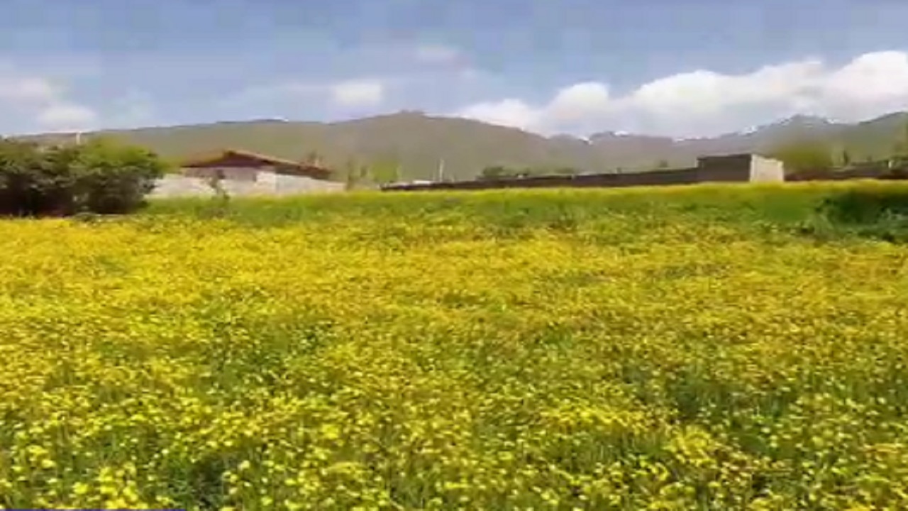 طبیعت جذاب و دیدنی در روستای حلمسی + فیلم