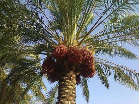 تمدید مهلت بیمه نخیلات، فرصتی دیگر برای نخلداران خوزستان