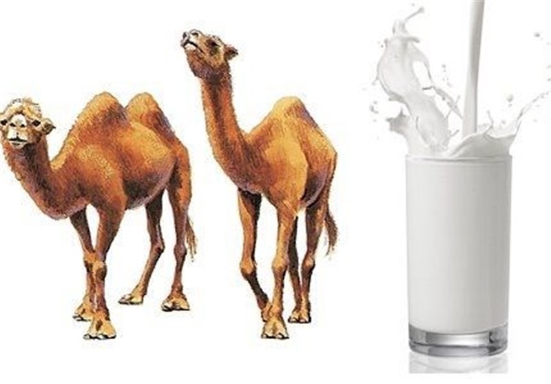 خواص شگفت&zwnj;انگیز شیر شتر