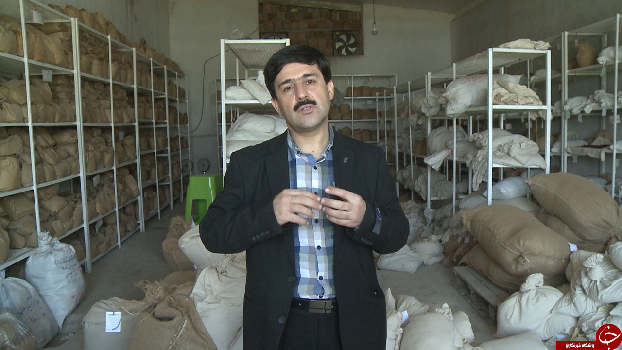 نوروزیه رییس بخش تحقیقان بهزراعی موسسات تحقیقات پنبه کشور
