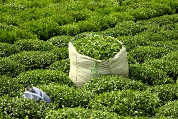 پیش‌بینی افزایش ۱۰ درصدی تولید برگ سبز چای