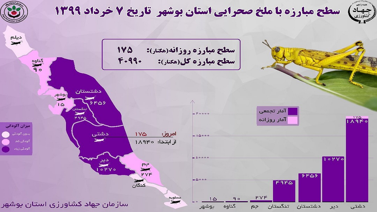 ملخها همچنان در بوشهر هستند/ سطح مبارزه به ۴۱ هزار هکتار رسید هجوم ملخ در بوشهر