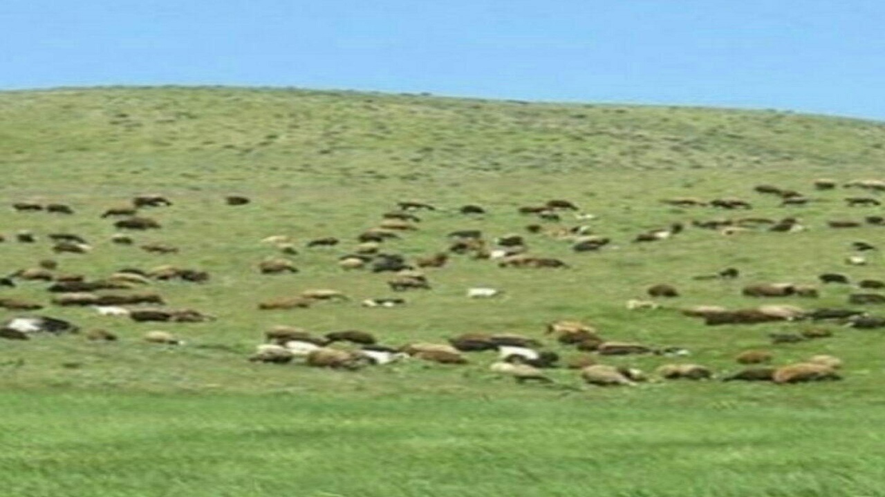 دامداران تعلیف غیر مجاز در منطقه حفاظت شده باشگل جلب می‌شوند