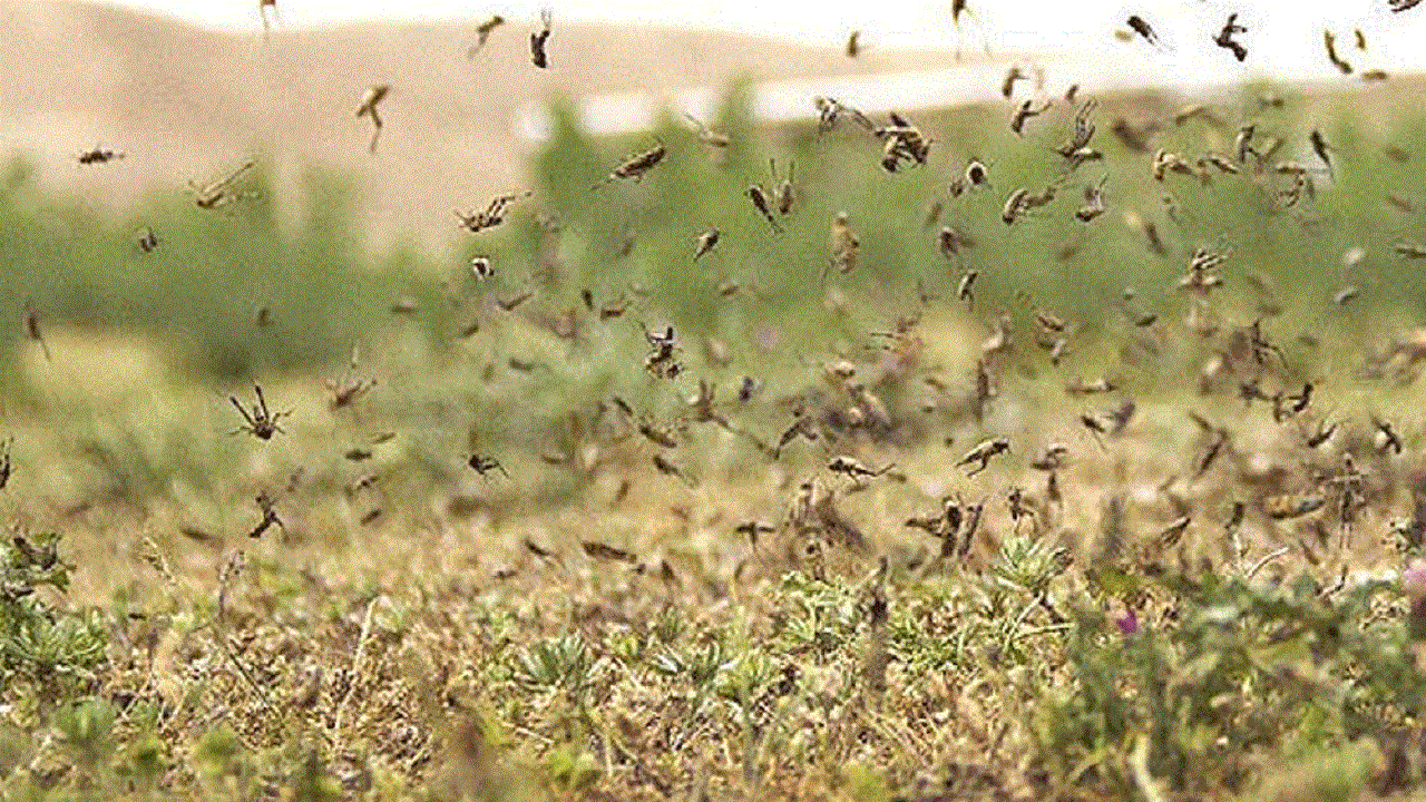 مبارزه با ملخ صحرایی در سیستان و بلوچستان به حدود ۱۴۰هزار هکتار رسید