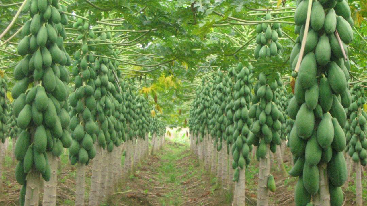 به بار نشستن پاپایا برای نخستین بار در فارس به همت یک معلم