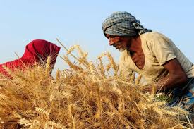 تغییر اندازه الک گندم چه تاثیری بر خرید تضمینی خواهد داشت؟