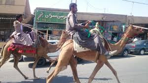 اجرای طرح سمپاشی ۴۴ نفر شتر در روستای سمانه شهرستان دهلران