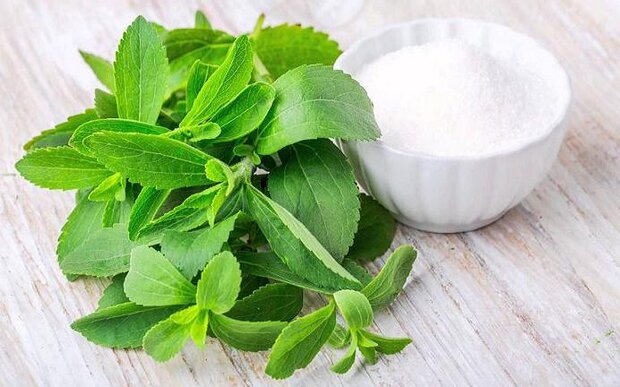عصاره گیاه &laquo;استویا&raquo; موجب کاهش علائم بیماری کبد چرب می&zwnj;شود